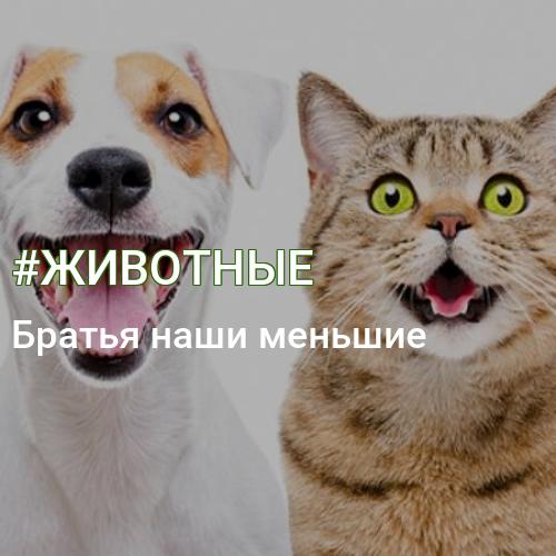 #ЖИВОТНЫЕ